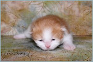 Male Siberian Kitten from Deedlebug Siberians